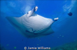Manta ray by Jamie Williams 
